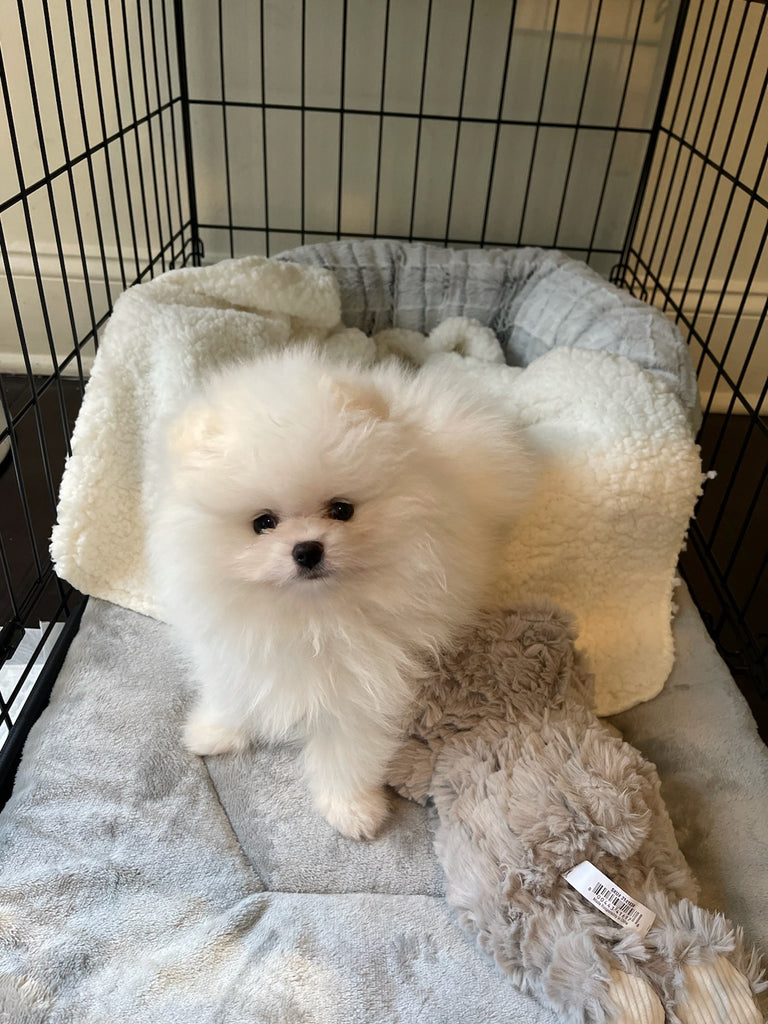 Teacup Pomeranian [lowellteacuppuppies]