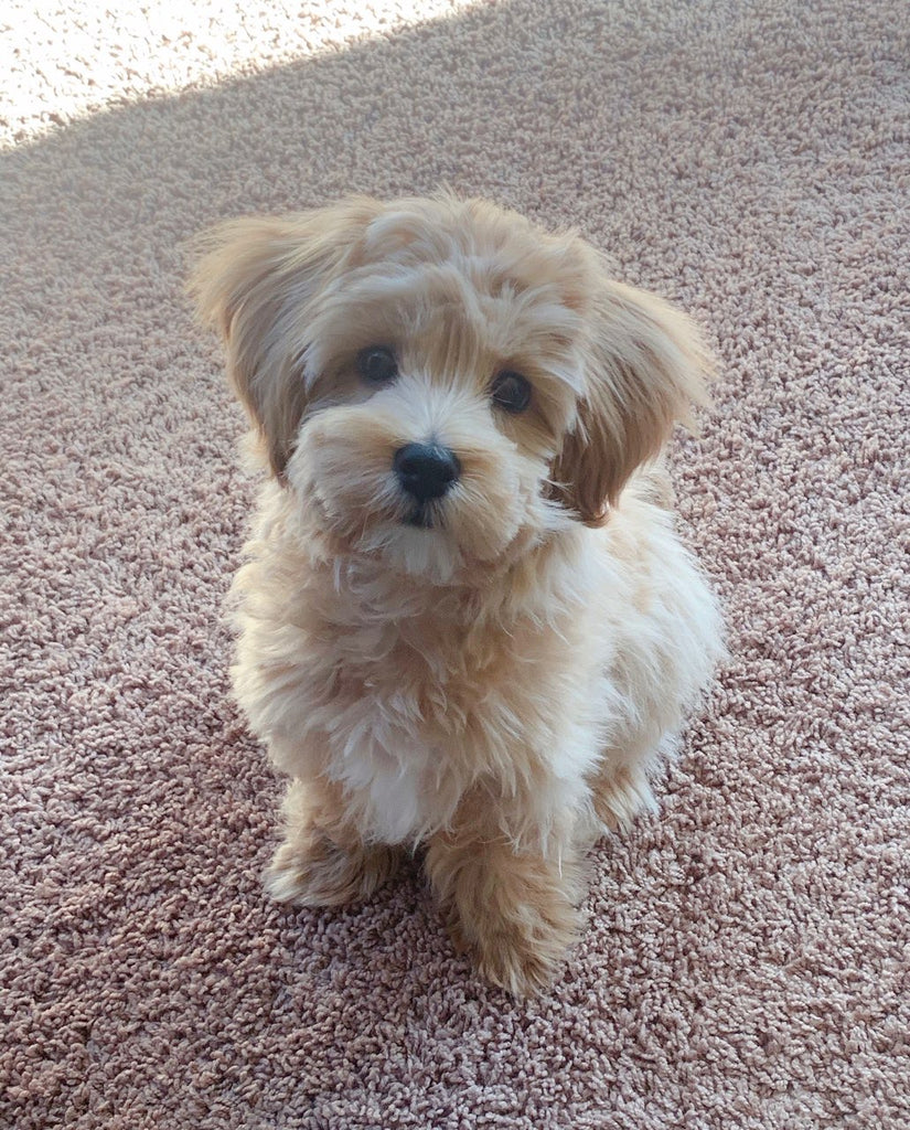 Teacup Maltipoo [lowellteacuppuppies]
