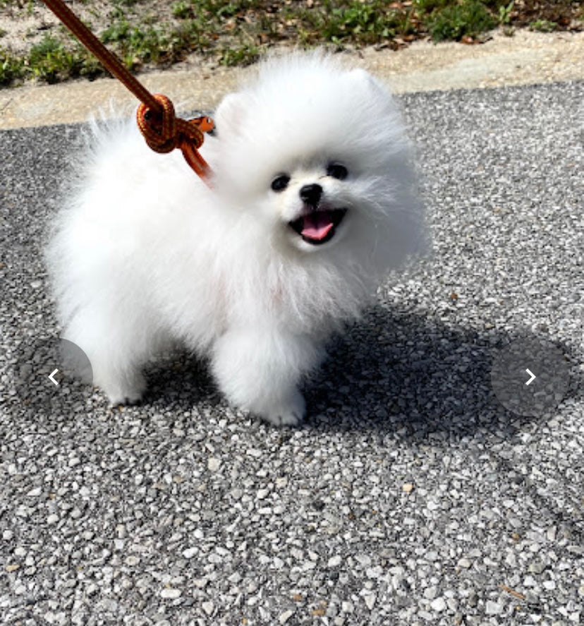 Teacup Pomeranian [lowellteacuppuppies]
