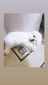 Teacup Maltese [lowellteacuppuppies]