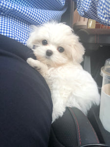 Teacup Maltese [lowellteacuppuppies]