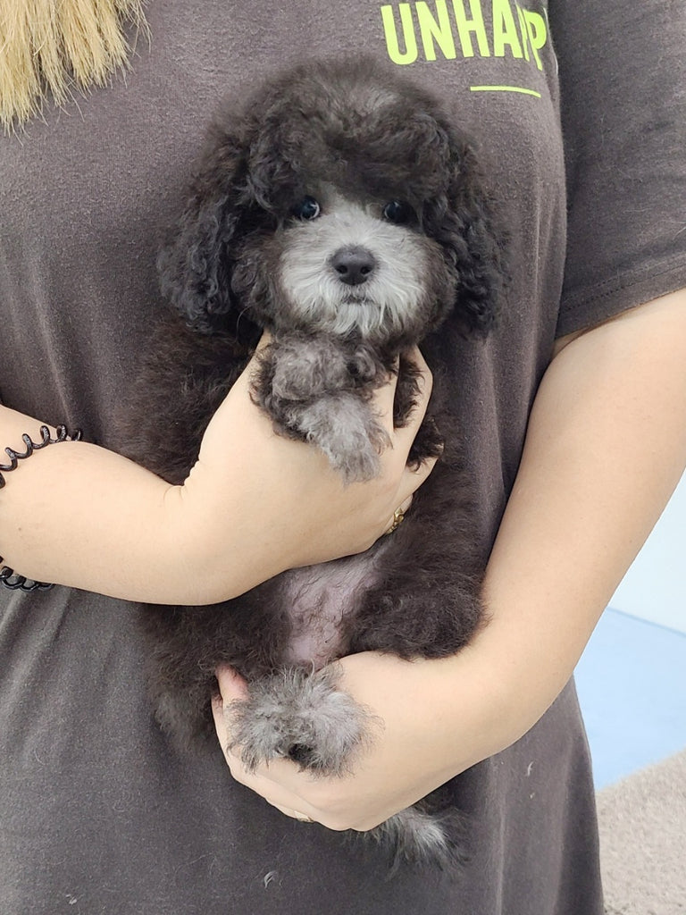 Teacup Poodle [lowellteacuppuppies]