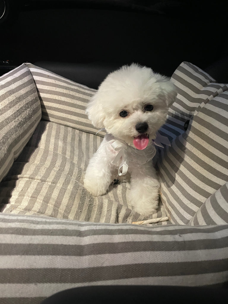 Teacup Bichon frise [lowellteacuppuppies]