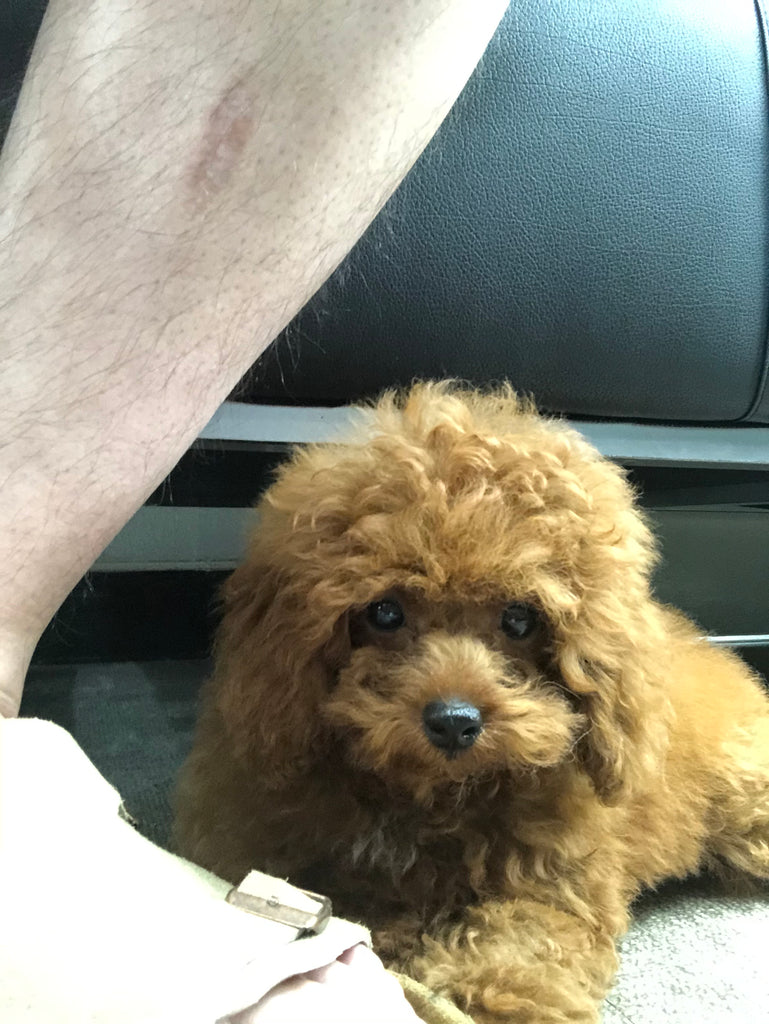 Teacup Poodle [lowellteacuppuppies]