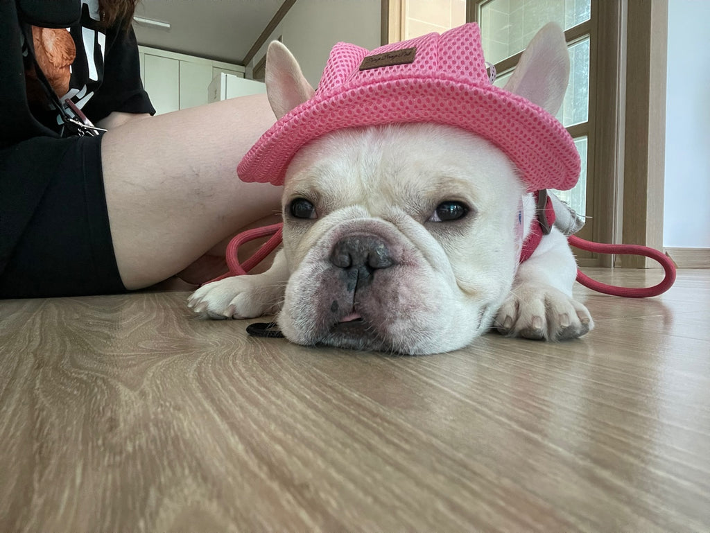 Teacup French Bulldog [lowellteacuppuppies]