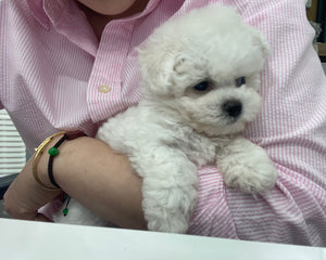 Teacup Bichon frise [lowellteacuppuppies]