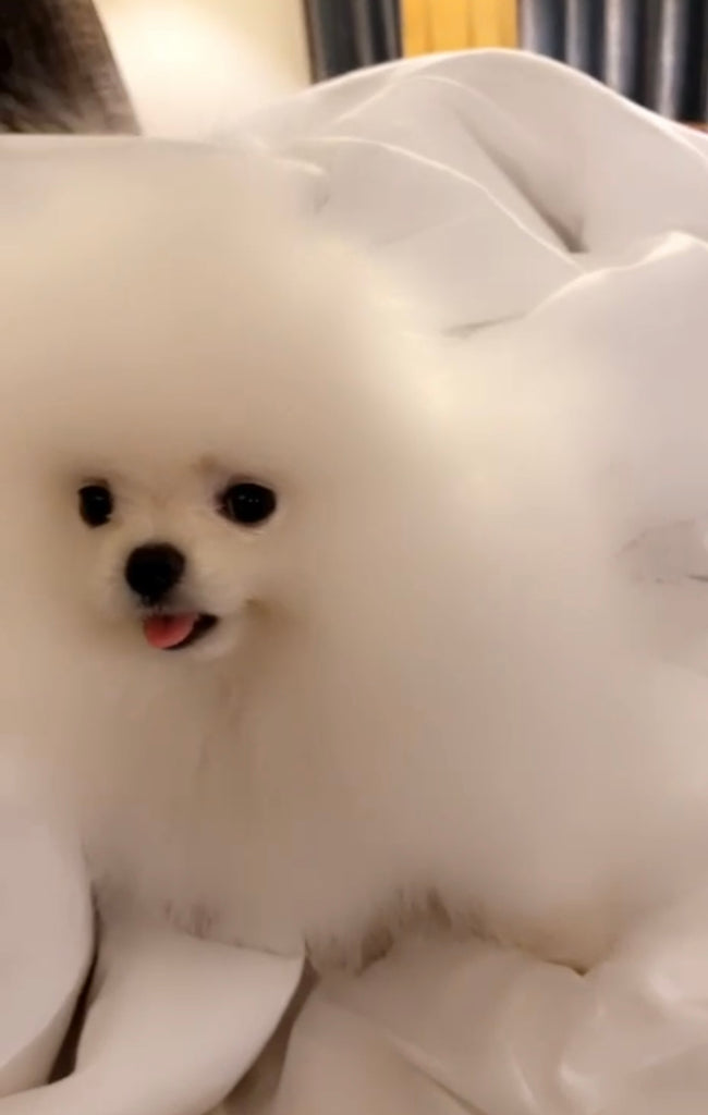 Teacup Pomeranian puppies [lowellteacuppuppies]