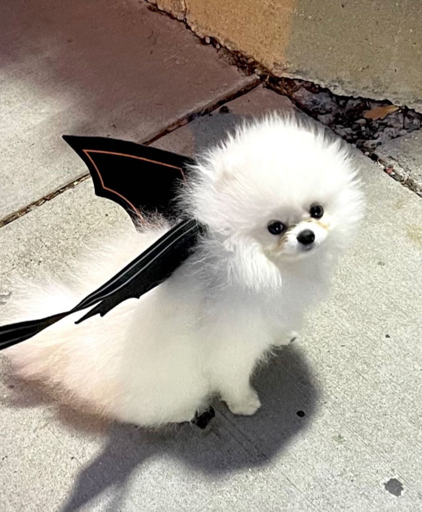Washington Teacup Pomeranian puppies [lowellteacuppuppies]