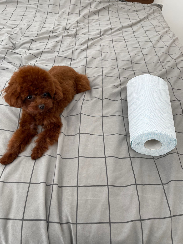 UK london Teacup Poodle puppies [lowellteacuppuppies]