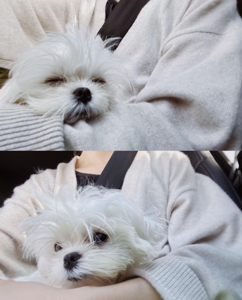 San Francisco Teacup Maltese puppies [lowellteacuppuppies]