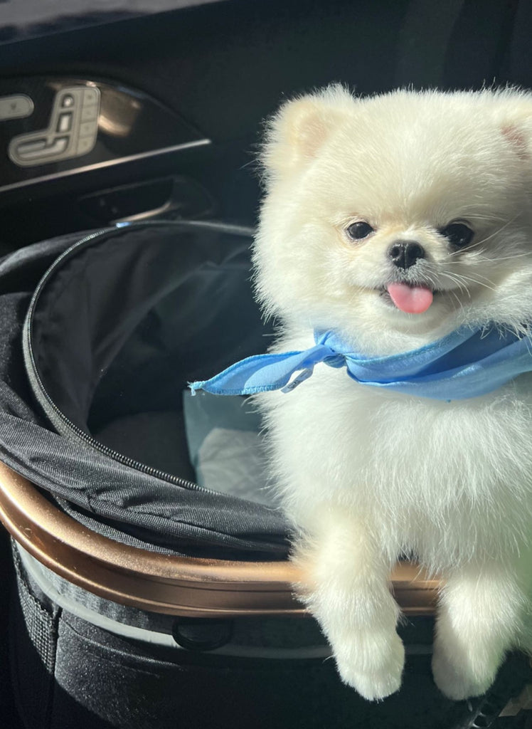 New York Teacup Pomeranian puppies [lowellteacuppuppies]