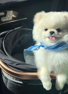 New York Teacup Pomeranian puppies [lowellteacuppuppies]