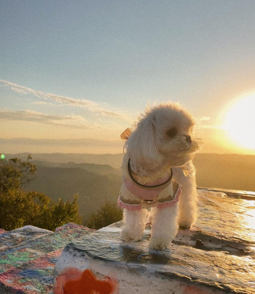 New York Teacup Maltese puppies [lowellteacuppuppies]