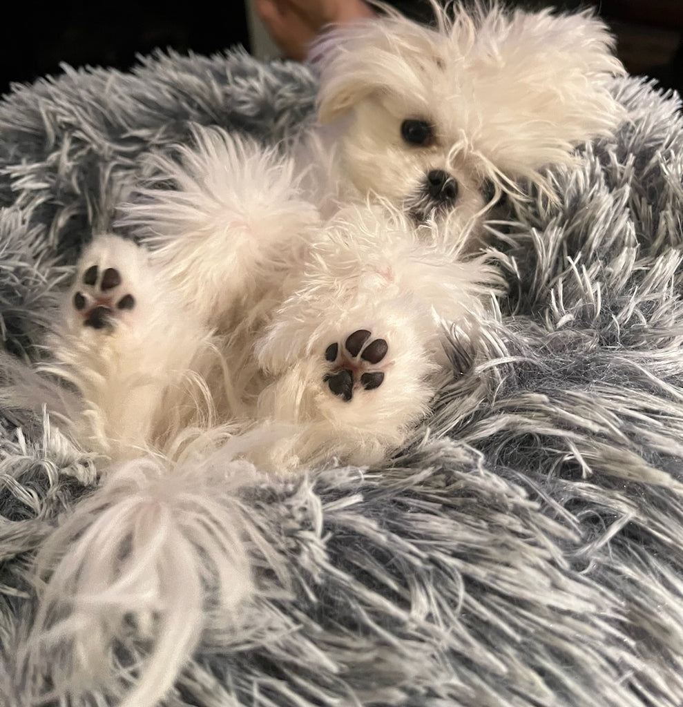 Dubai Teacup Maltese puppies [lowellteacuppuppies]