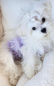 Miami Teacup Maltese puppies [lowellteacuppuppies]