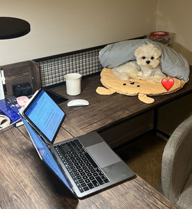 New York Teacup Maltese puppies [lowellteacuppuppies]