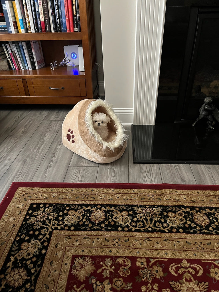 Atlanta Teacup Maltese puppies [lowellteacuppuppies]
