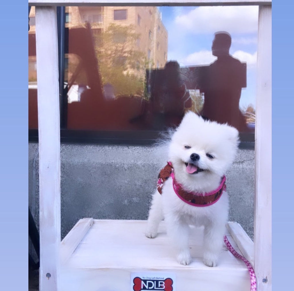Dallas Teacup Pomeranian puppies [lowellteacuppuppies]
