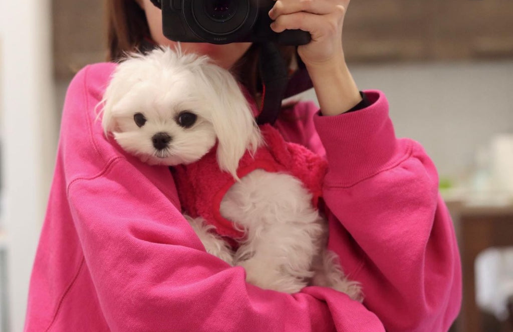 New York Teacup Maltese puppies [lowellteacuppuppies]