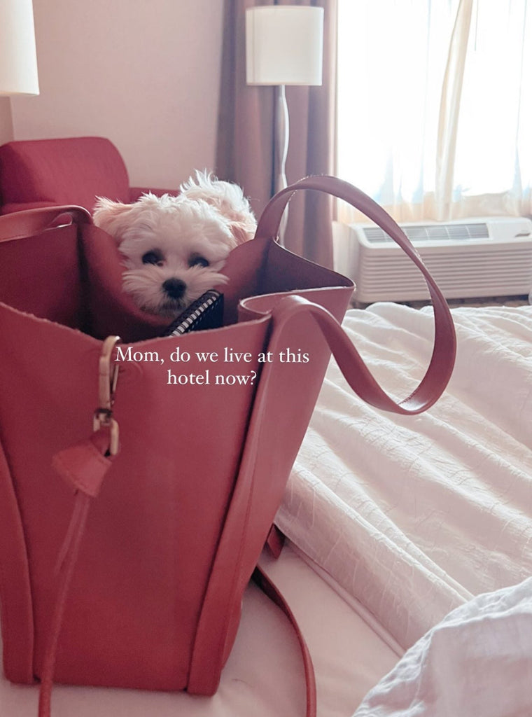 San Francisco Teacup Maltipoo puppies [lowellteacuppuppies]