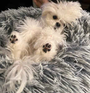 Dubai Teacup Maltese puppies [lowellteacuppuppies]
