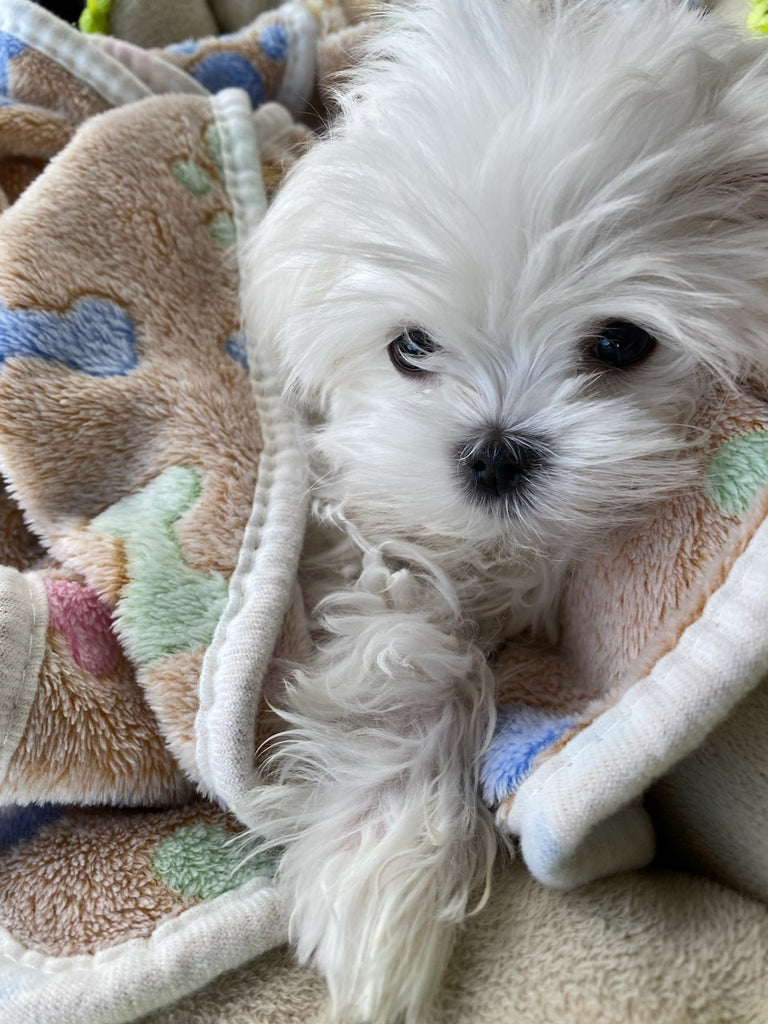 Los Angeles Teacup Maltese puppies [lowellteacuppuppies]