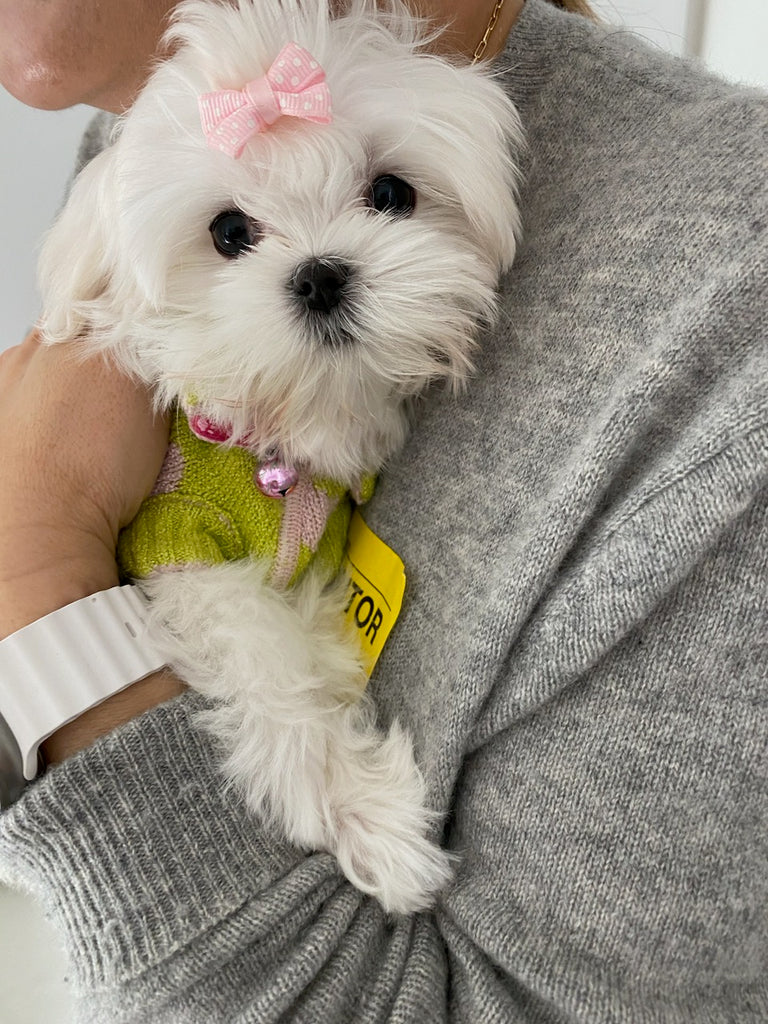 Dallas Teacup Maltese puppies [lowellteacuppuppies]