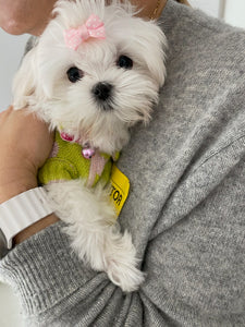 Dallas Teacup Maltese puppies [lowellteacuppuppies]