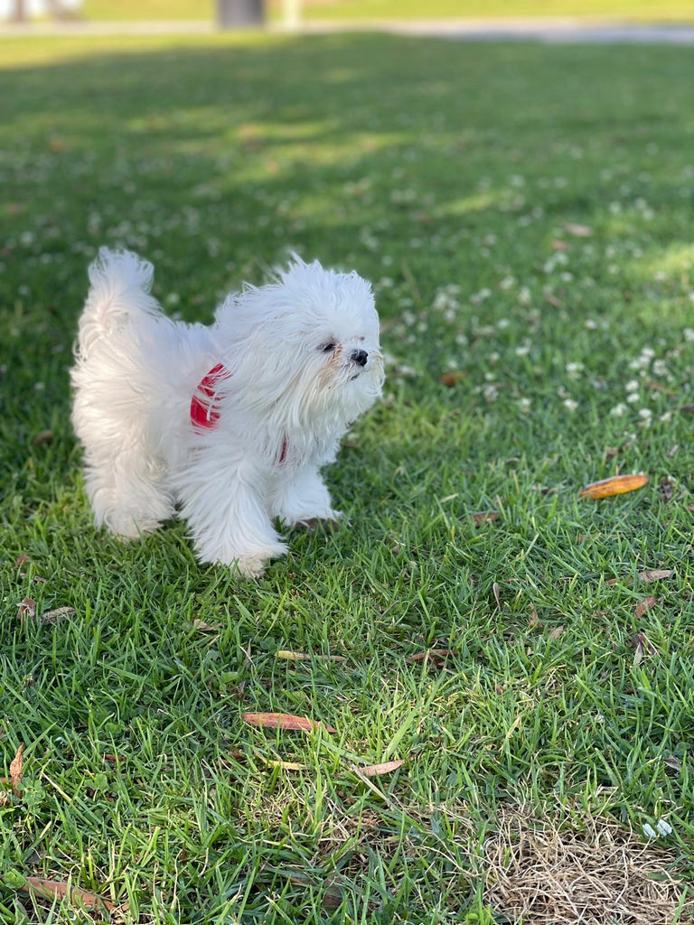 Miami Teacup Maltese puppies [lowellteacuppuppies]