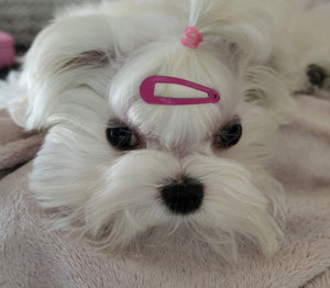 New York Teacup Maltese puppies [lowellteacuppuppies]