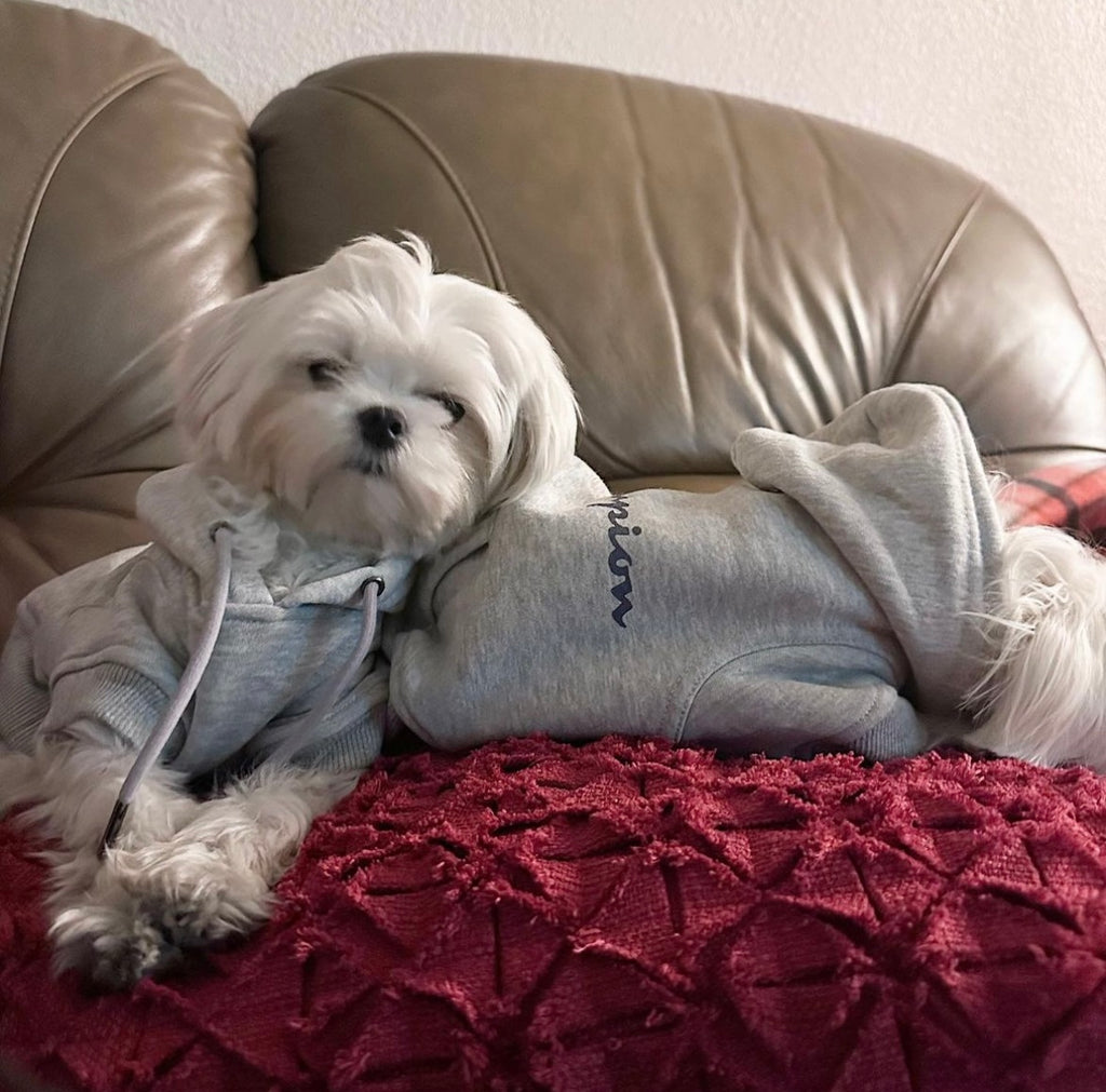 Dallas Teacup Maltese 2 puppies [lowellteacuppuppies]