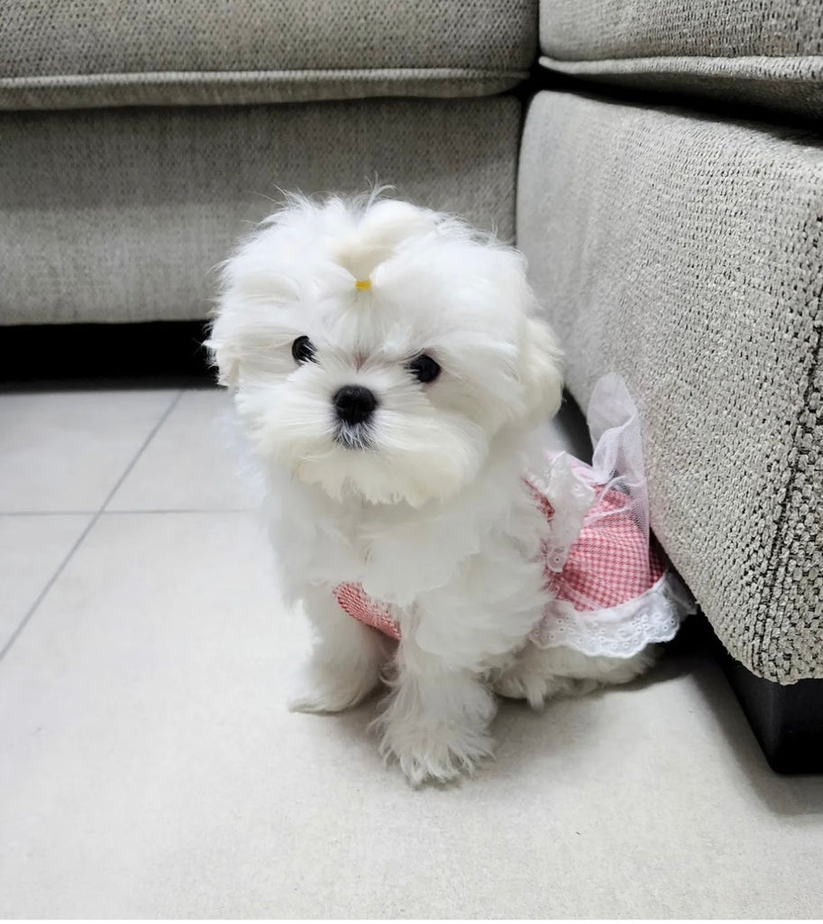 Kuwait Teacup Maltese puppies [lowellteacuppuppies]