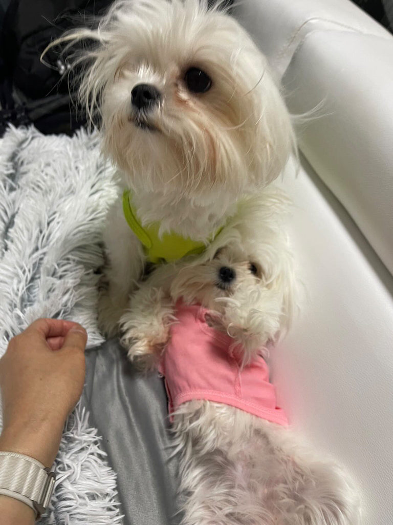 Paris france Teacup Maltese 2 puppies [lowellteacuppuppies]