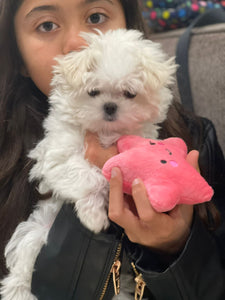 Washington Teacup Maltese puppies [lowellteacuppuppies]