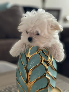 Miami Teacup Maltese puppies [lowellteacuppuppies]
