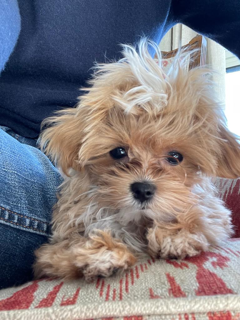 Dallas Teacup Maltipoo puppies [lowellteacuppuppies]