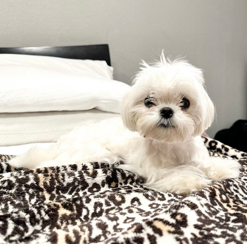 Nashville Teacup Maltese puppies [lowellteacuppuppies]