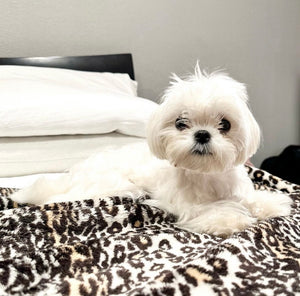 Nashville Teacup Maltese puppies [lowellteacuppuppies]