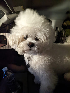 Dallas mini bichon puppies [lowellteacuppuppies]