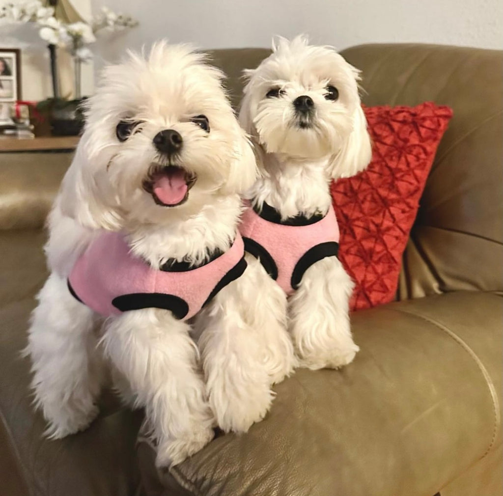 california Teacup Maltese two puppies [lowellteacuppuppies]