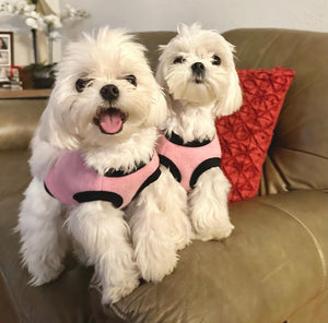 california Teacup Maltese two puppies [lowellteacuppuppies]