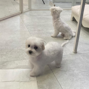 Indiana Teacup Coton de Tulear puppies [lowellteacuppuppies]