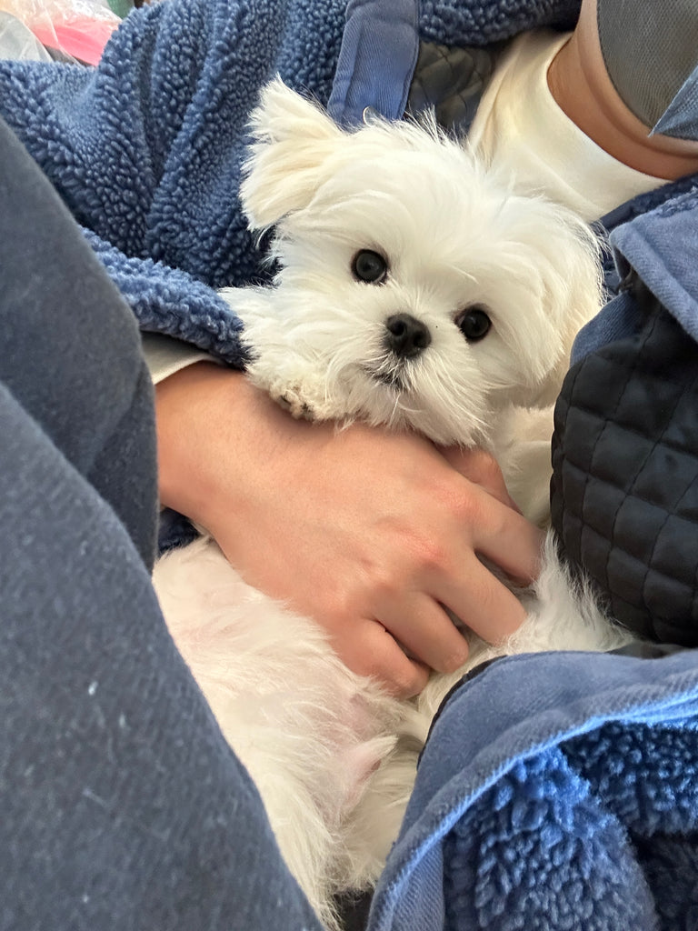 st louis Teacup Maltese puppies [lowellteacuppuppies]