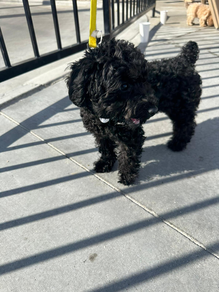 San Francisco teacup poodle puppies [lowellteacuppuppies]