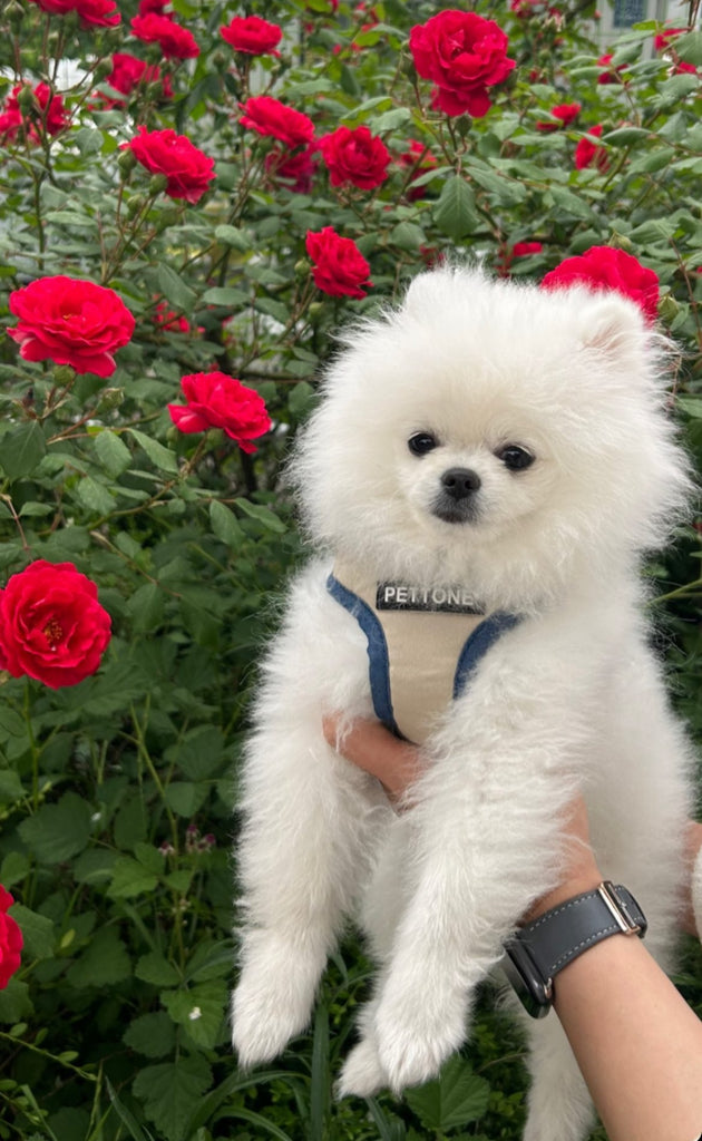 atlanta Teacup Pomeranian puppies [lowellteacuppuppies]