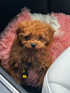 San Francisco Teacup Poodle puppies [lowellteacuppuppies]