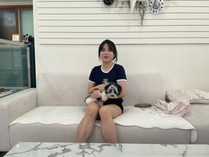 U.K and china Teacup Biewer Terrier puppies [lowellteacuppuppies]