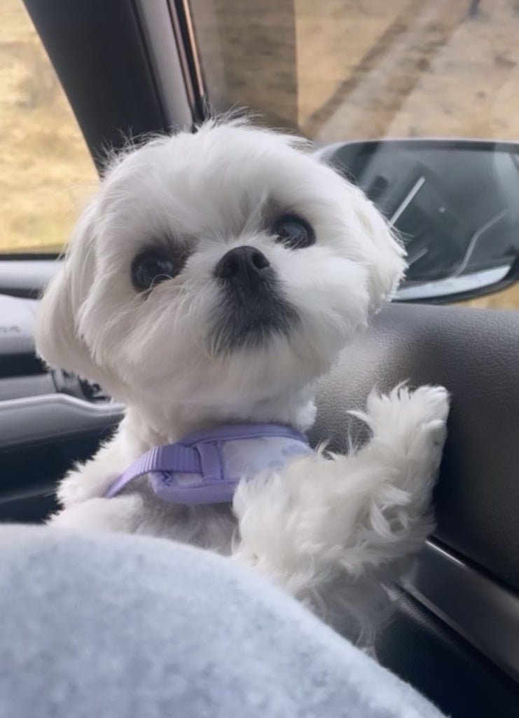 New york Teacup Maltese puppies [lowellteacuppuppies]