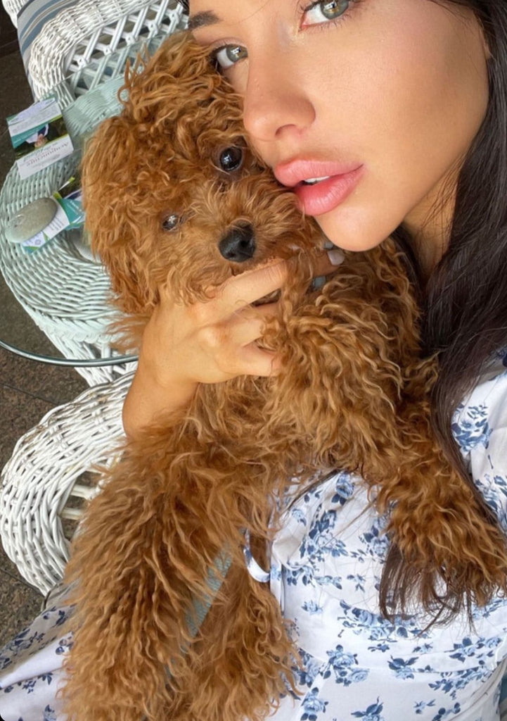 Miami Teacup Poodle puppies [lowellteacuppuppies]
