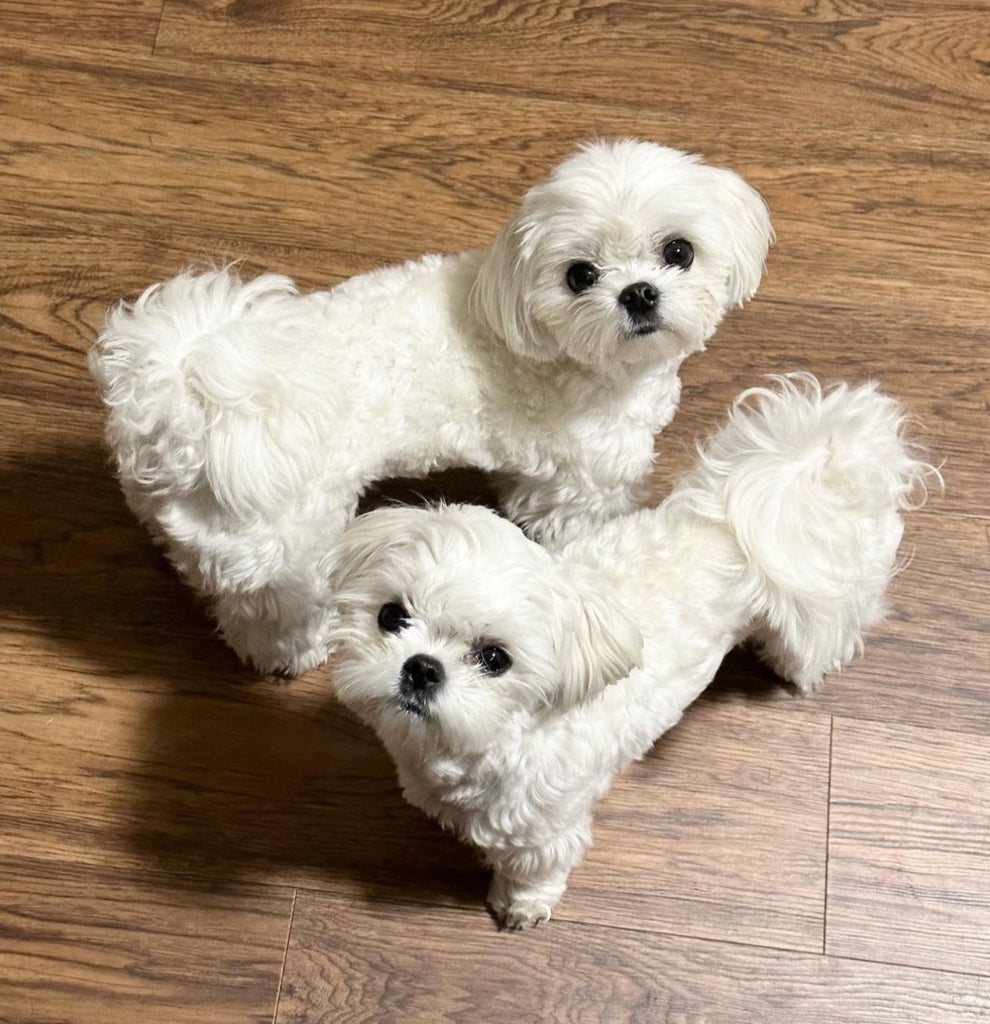 Seattle Teacup Maltese puppies [lowellteacuppuppies]